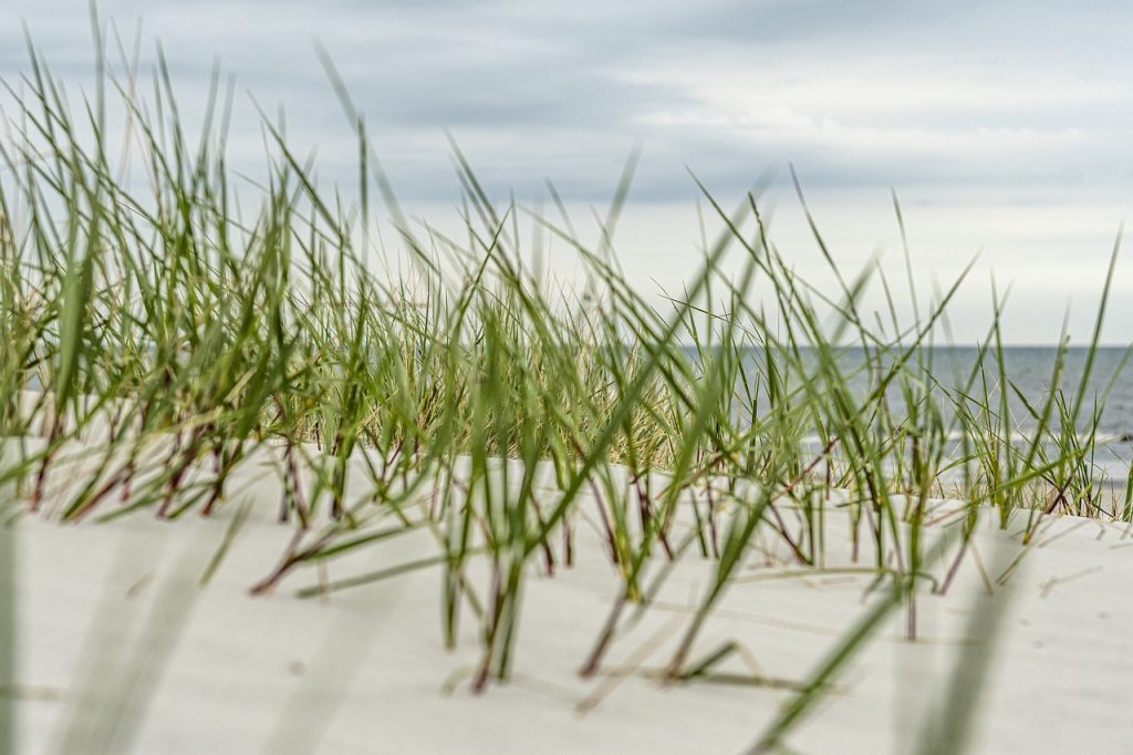 beach-4938039_1280 Strandgräs i sanddyner – psykoterapi och konsultation i Limhamn